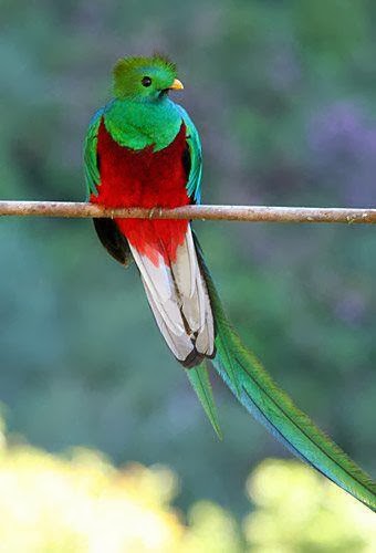Bellas, hermosas, preciosas, lindas aves de El Salvador