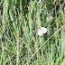 Achtergrond met witte vlinder in riet