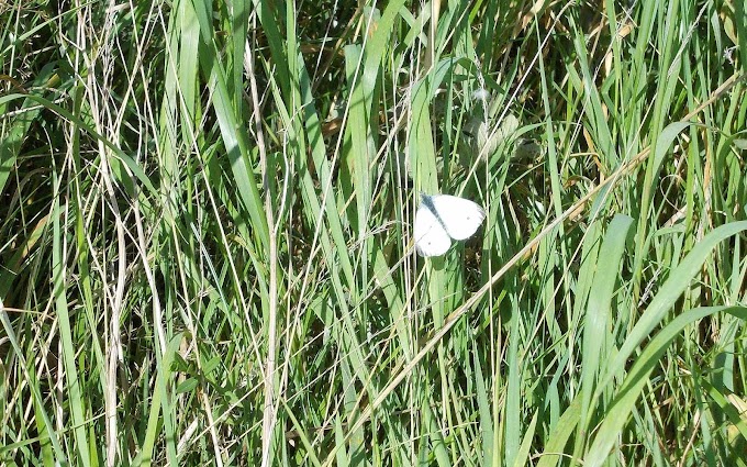 Achtergrond met witte vlinder in riet