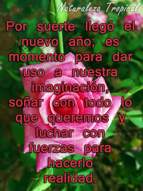 Por suerte llegó el nuevo año; es momento para dar uso a nuestra imaginación, soñar con todo lo que queremos y luchar con fuerzas para hacerlo realidad.
