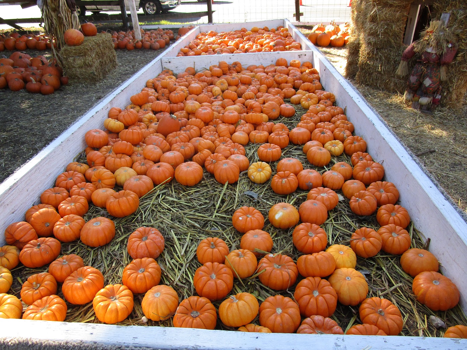 Adventures in Weseland Clancy's Pumpkins