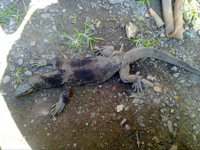 STMT™: Strange lizard captured in Ccpur [with Pics]