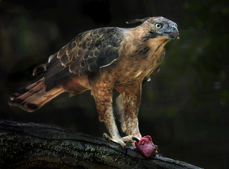 Harga Burung Elang Terbaru Mengawali Tahun 2018 Gemar Ternak Dan