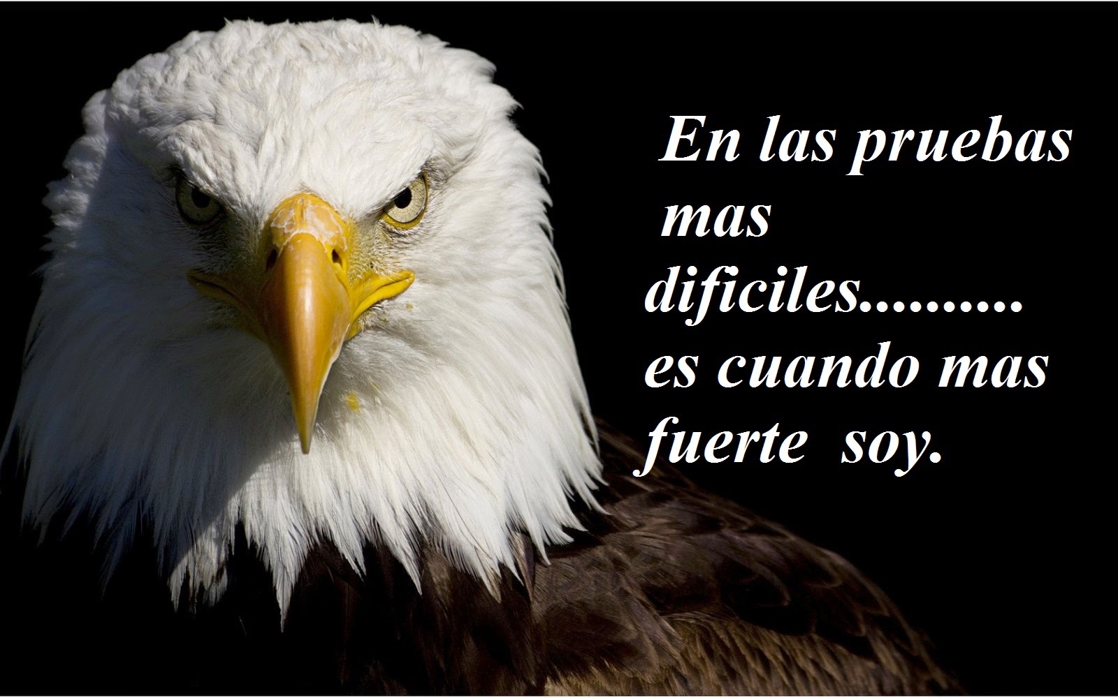 Imagenes Lindas Para Compartir Fb Aguilas Con Frases De Superacion Muy Chidas