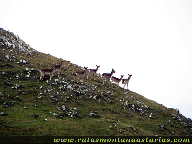 Rebaño de gamos en el Sueve