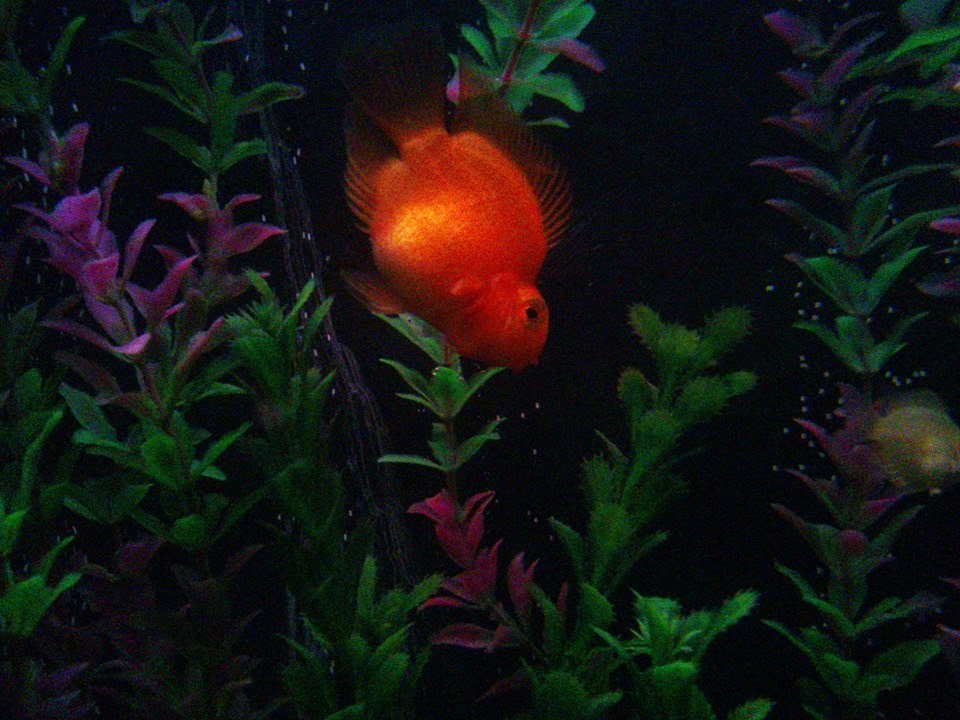 Tu Blog de Acuariofilia Mi pez