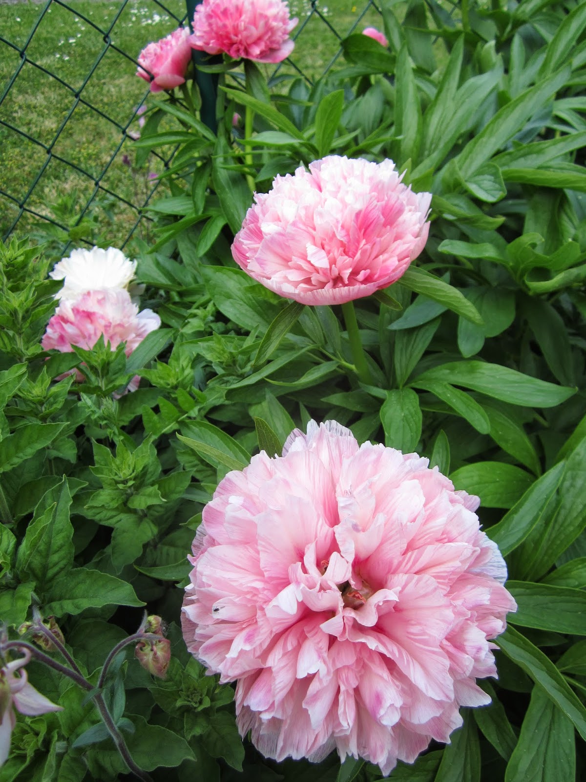 Schnippselfrosch Pfingstrosen