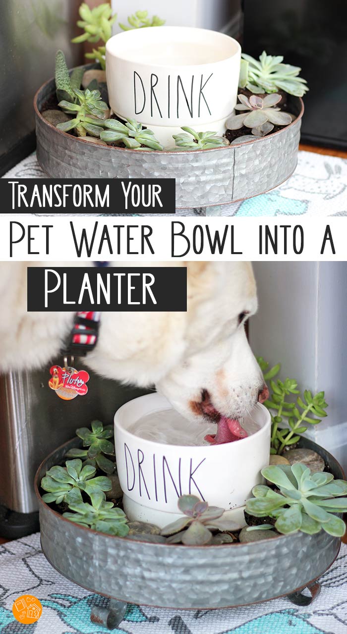 Transform Your Pet Water Bowl into a Swoon Worthy Planter Sunny Day