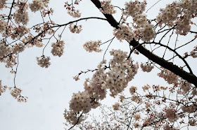 Sakura Flower in Ueno Park Japan