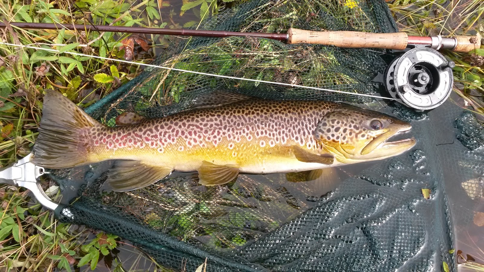 Fishingmegastore Fish of the Month Entry September 2016 Uist Trout!