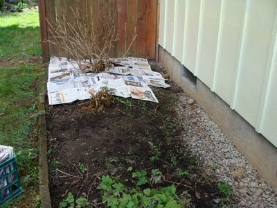 weed easy organic control paper beds steps flower garden weeds borders use secret way step gardening layering weapon start keep