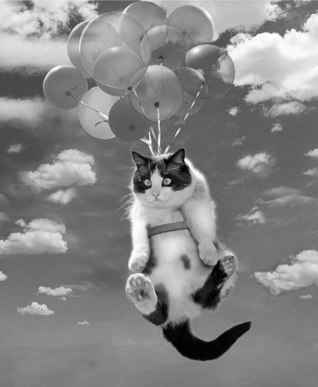 flying-cat