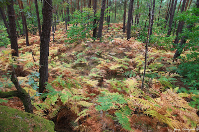 Du vert au jaune en Forêt de Fontainebleau