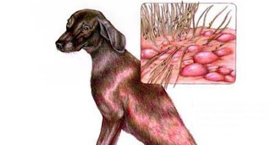 Izgled kože ljubimca sklonog alergiji, Panvet veterinarska stanica