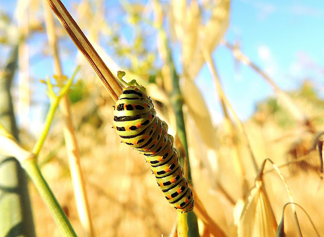 ORUGA DE PAPILIO MACAON