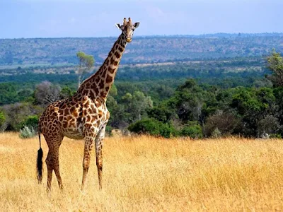 Jerapah Giraffa camelopardalis - berbagaireviews.com