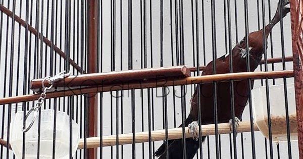 Cara Merawat Burung Cililin Bakalan Agar Gacor Dan Tidak Mudah Mati