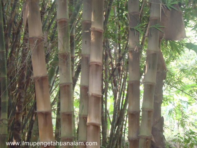 Cara Membuat Busur Panah Dari Bambu - .Web Kreativitas