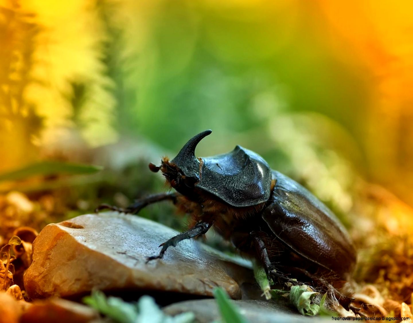 Beetle Insect Rhino