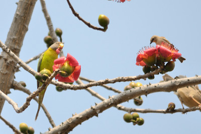 காணாமல் போன கனவுகள்: இலவு காத்த ...