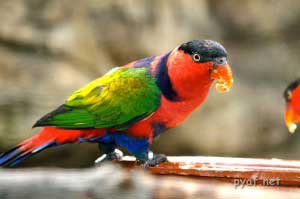 Memelihara Dan Beternak Nuri Kepala Hitam