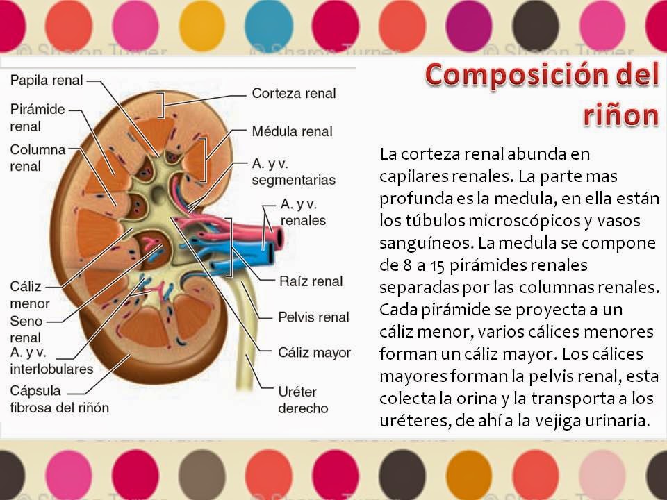 Blog de Fisiología Médica de Noemí Aidé López Castro: Generalidades Riñón
