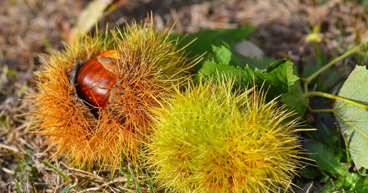Cristalli colorati Il fungo medicinale Hericium erinaceus Cristalli colorati Il fungo medicinale Hericium erinaceus