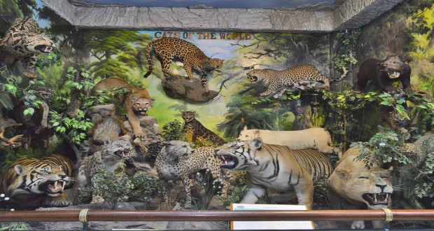 Museum Rahmat Internasional Wildlife Galery Museum ini ialah salah satu kawasan menarik yang berada di Kota Medan Museum Rahmat Internasional Wildlife Galery