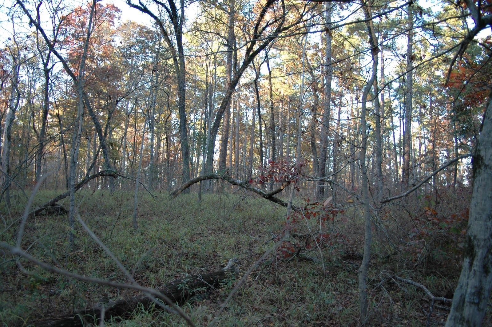 Lennox Woods About Lennox Woods