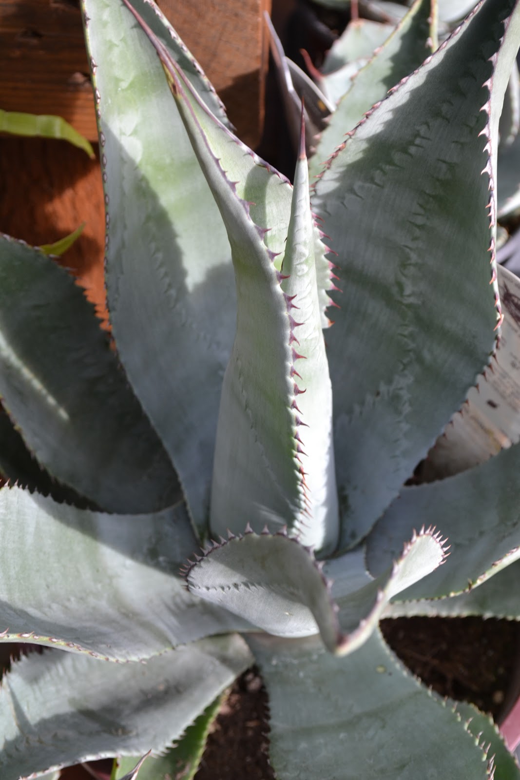 The Outlaw Gardener: Bark and Garden Part Two