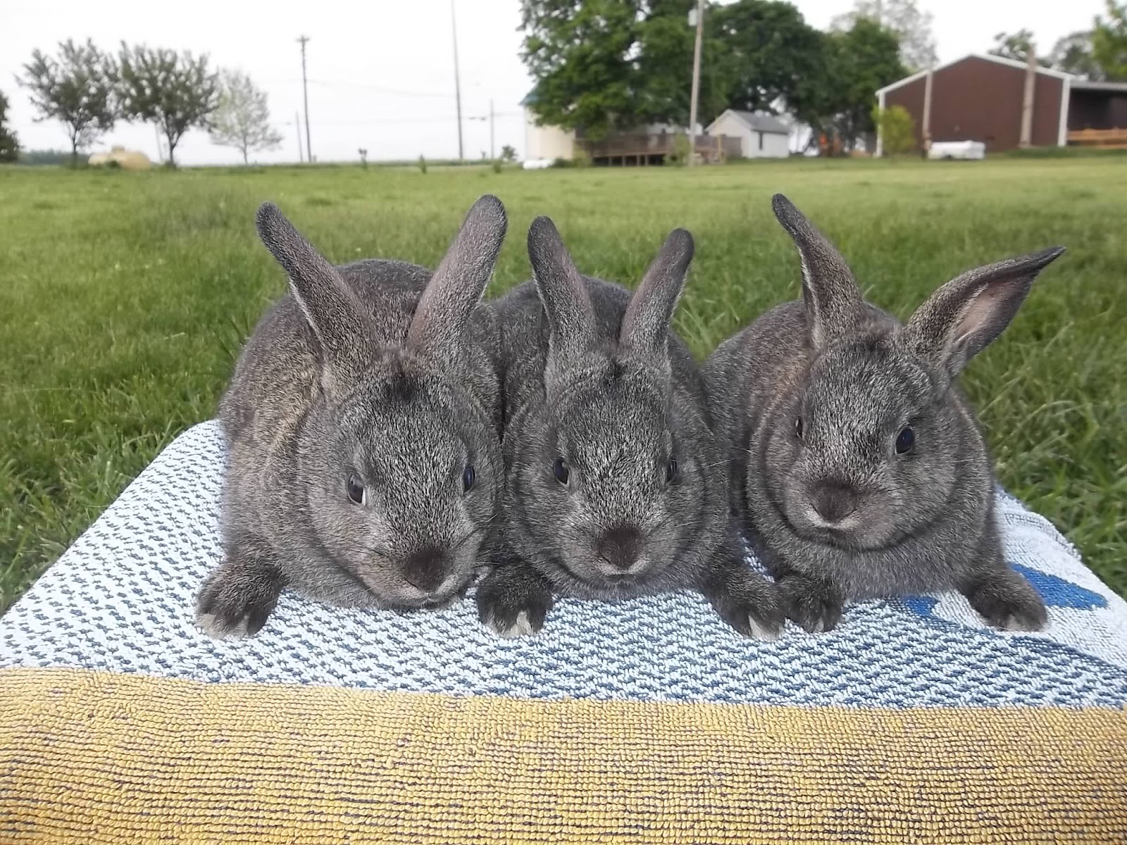 rabbits