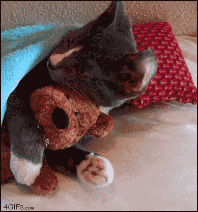Jimmy Fungus's tumblr — cat hugging teddy bear gif