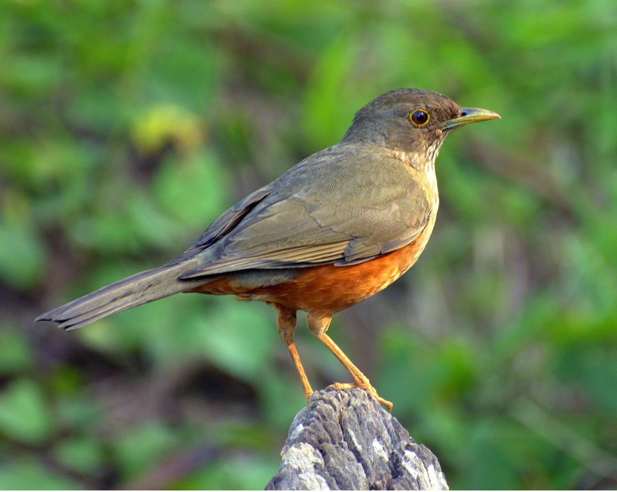 Recanto do Verso e da Poesia Minha Terra Tem Palmeiras