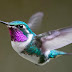 ¿Cómo se mantiene estáticos los colibríes mientras vuelan?