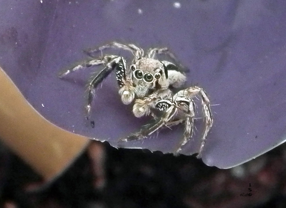 isoLaborARTory Une araignée à Tête de mort