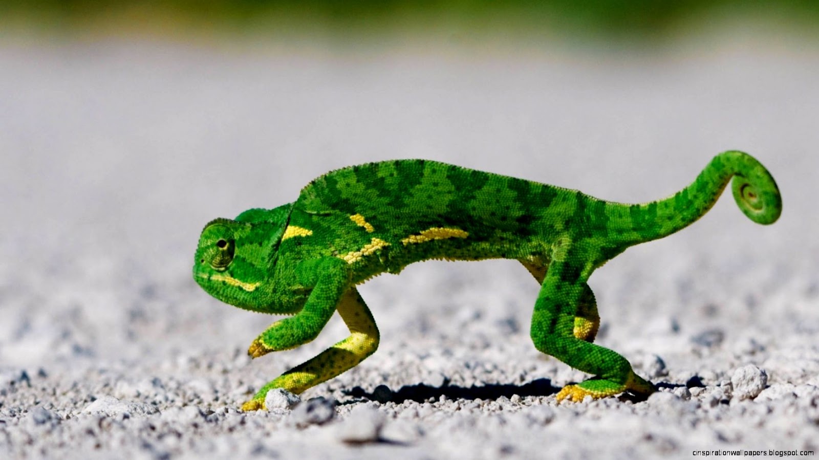 Chameleon Lizard