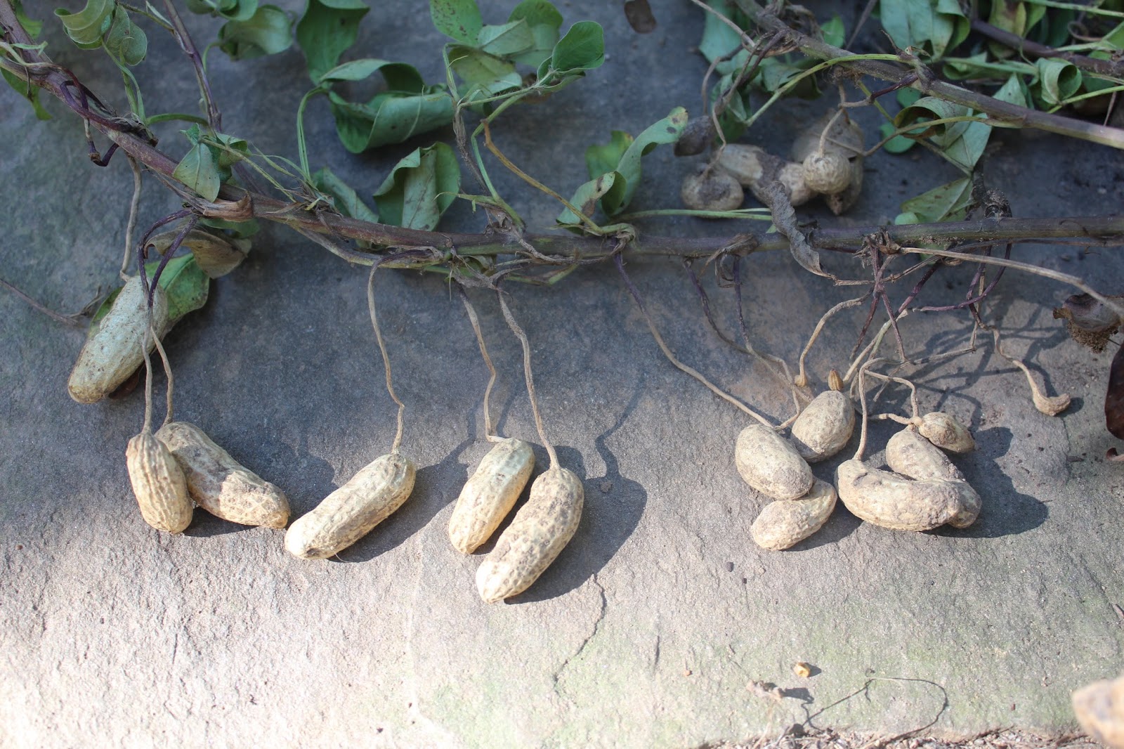 Sweet Summer Farm Growing Peanuts in North