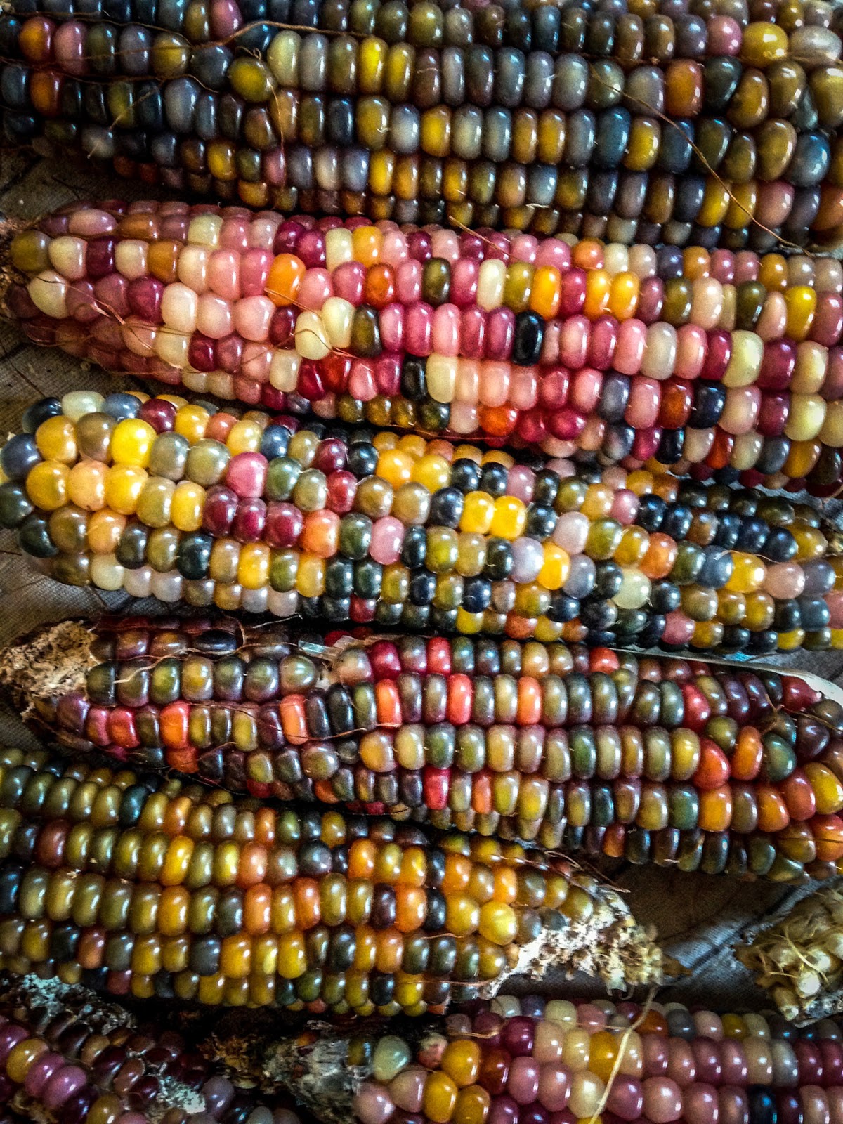 corn varieties
