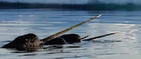 Narwhal Binatang Aneh Didunia Yang Dikira Hoax