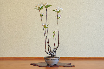 セイヨウカマツカL（西洋鎌柄 盆栽）Aronia arbutifolia bonsai