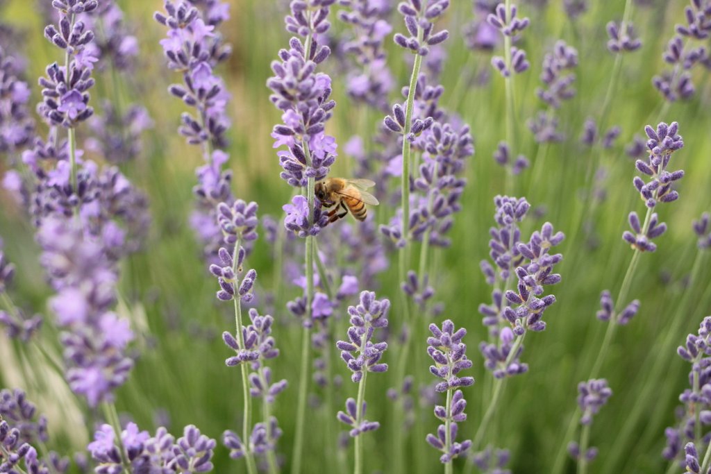 Lavender Honey Bees The Lavender Apple
