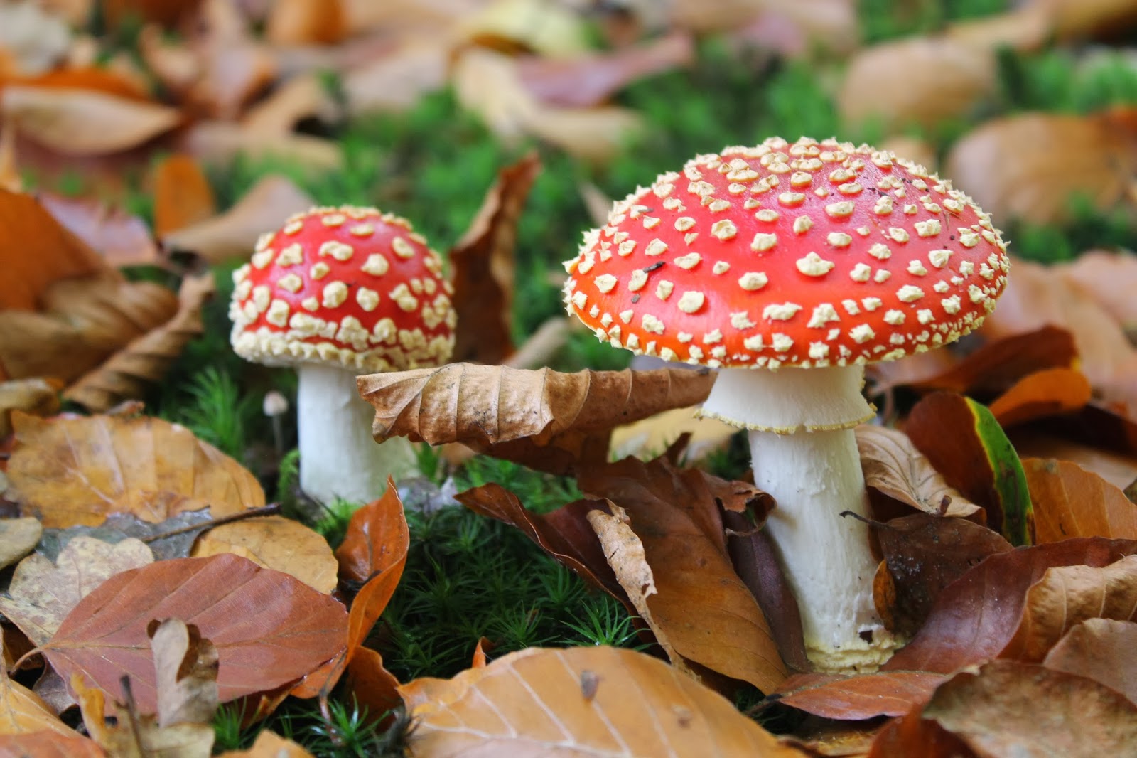 Geniet van ieder moment: Paddenstoelen