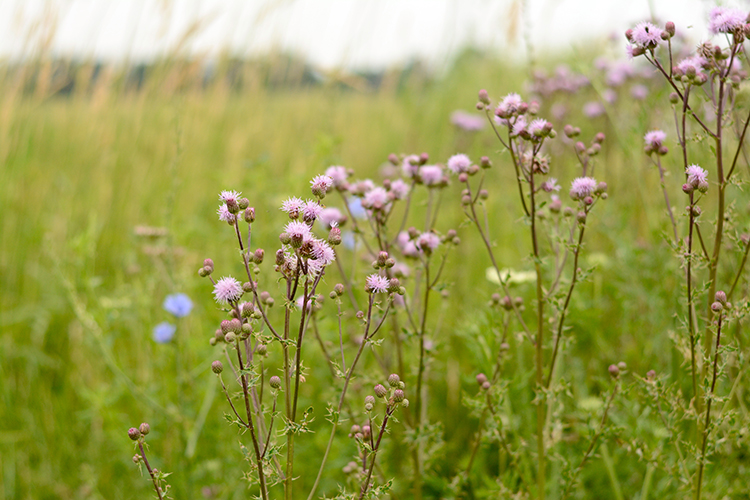 Summer | My Darling Days Summer | My Darling Days
