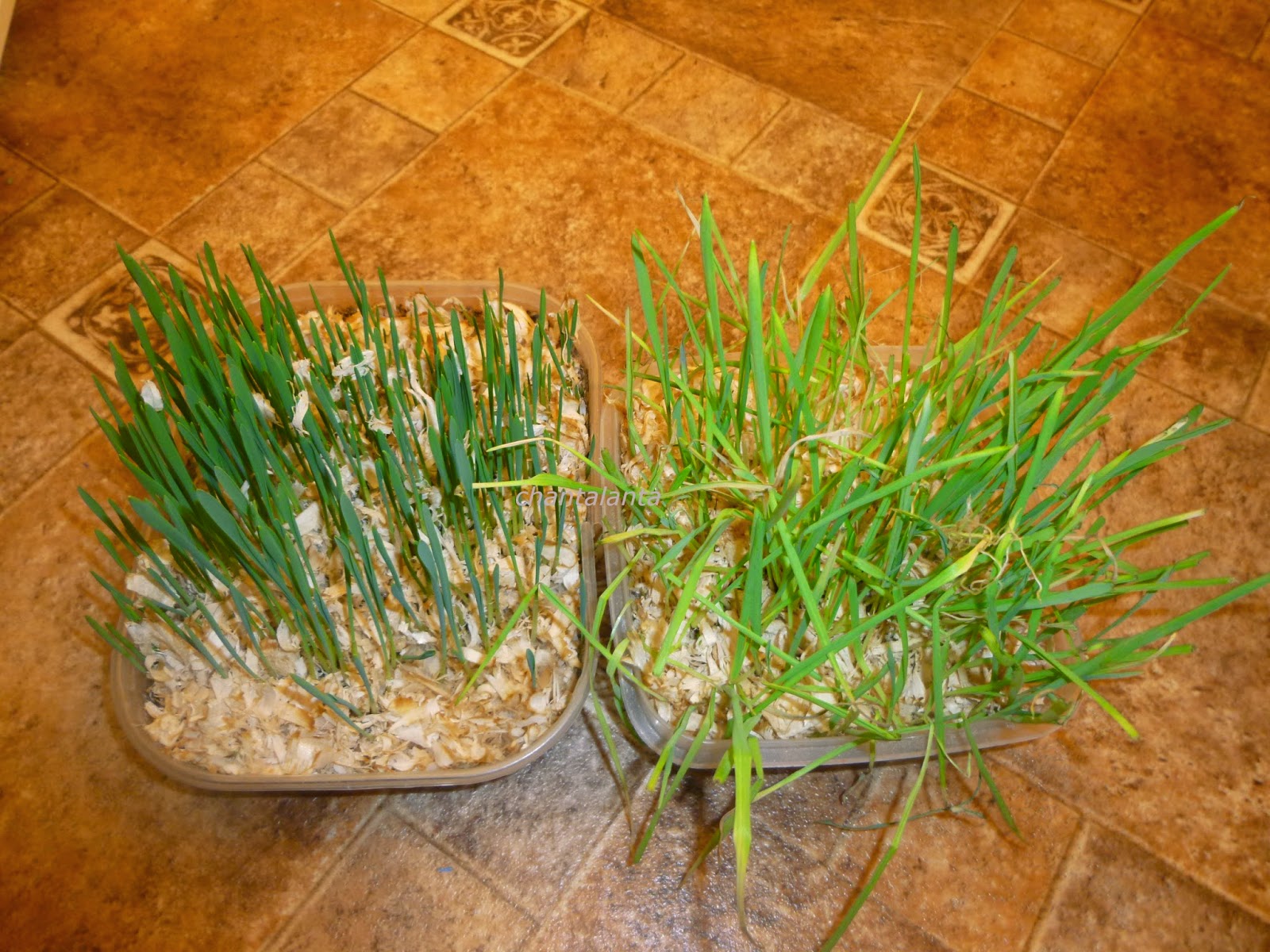 Как вырастить траву для кошек в домашних условиях: советы и рекомендации