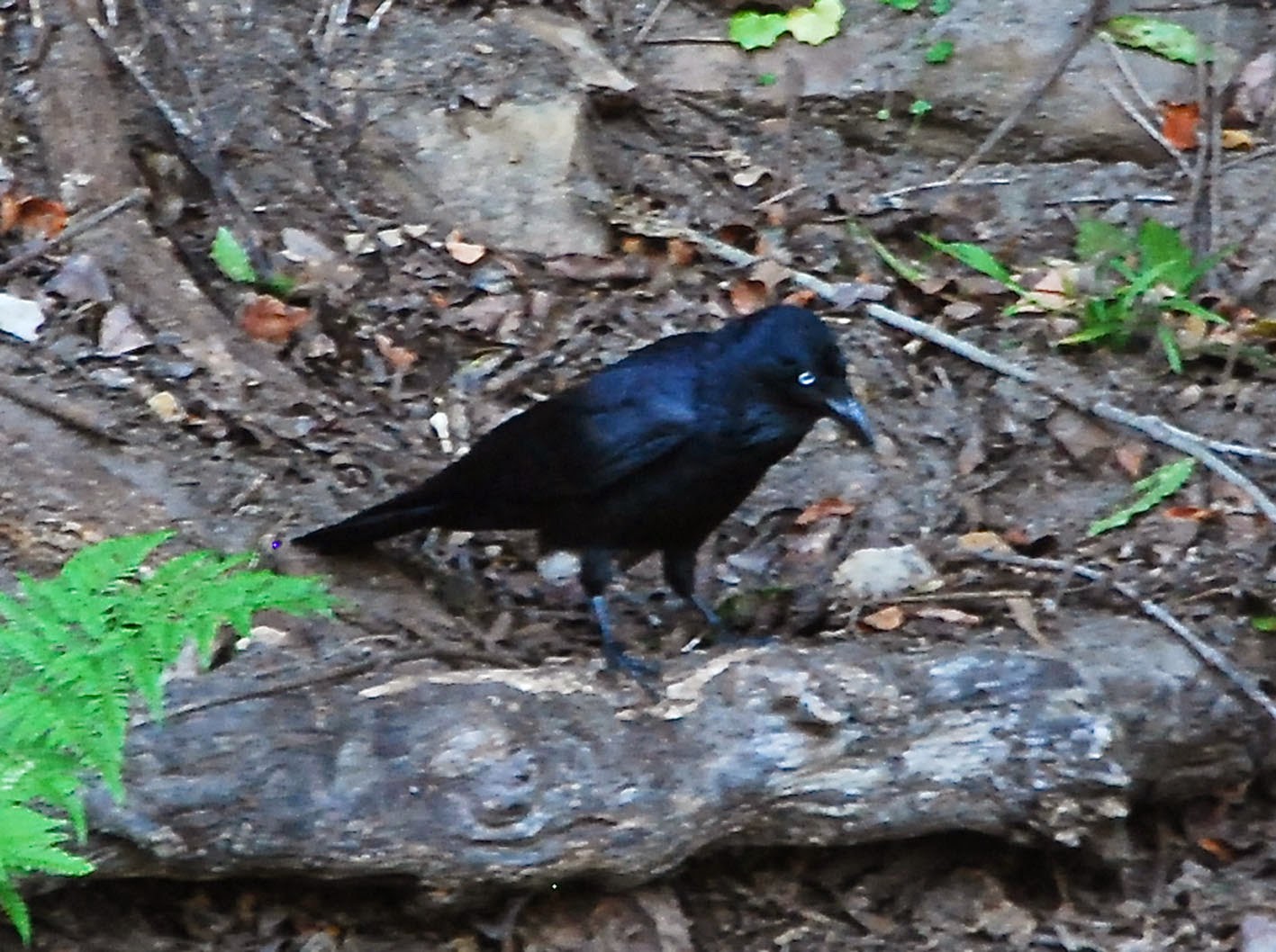 garden delights Wild Bird Wednesday Common Suburban Birds of Sydney