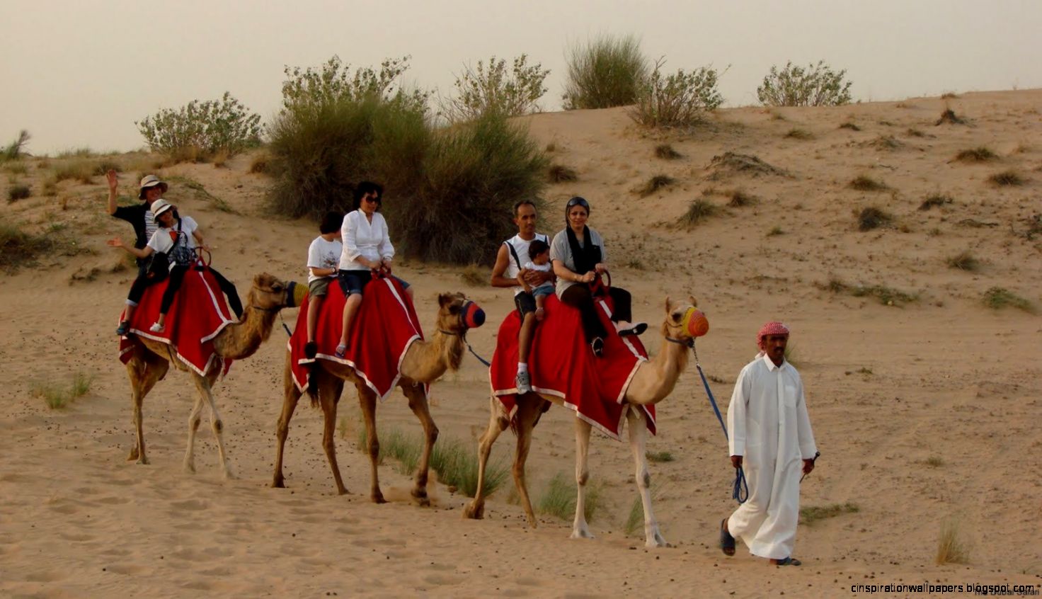 Camel Riding Dubai