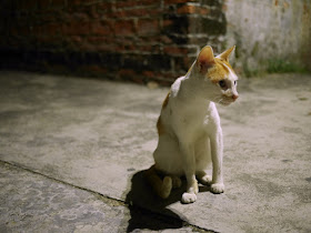 cat in a Zhongshan alley