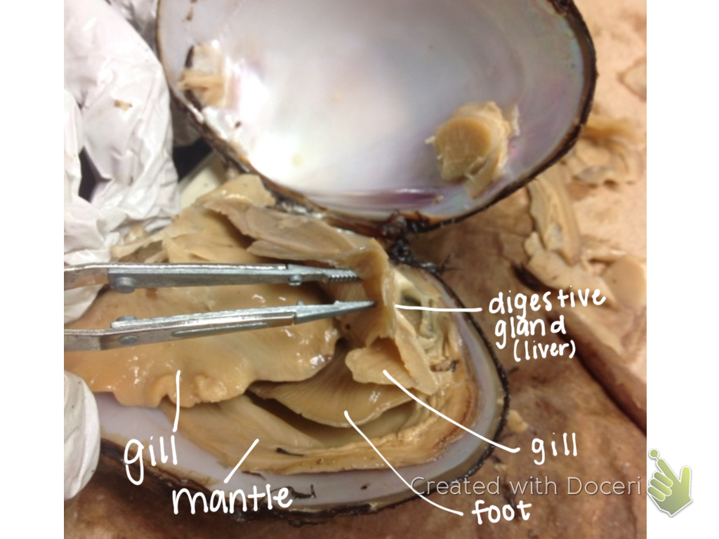 Bio Nerds HOW TO Dissect a Clam