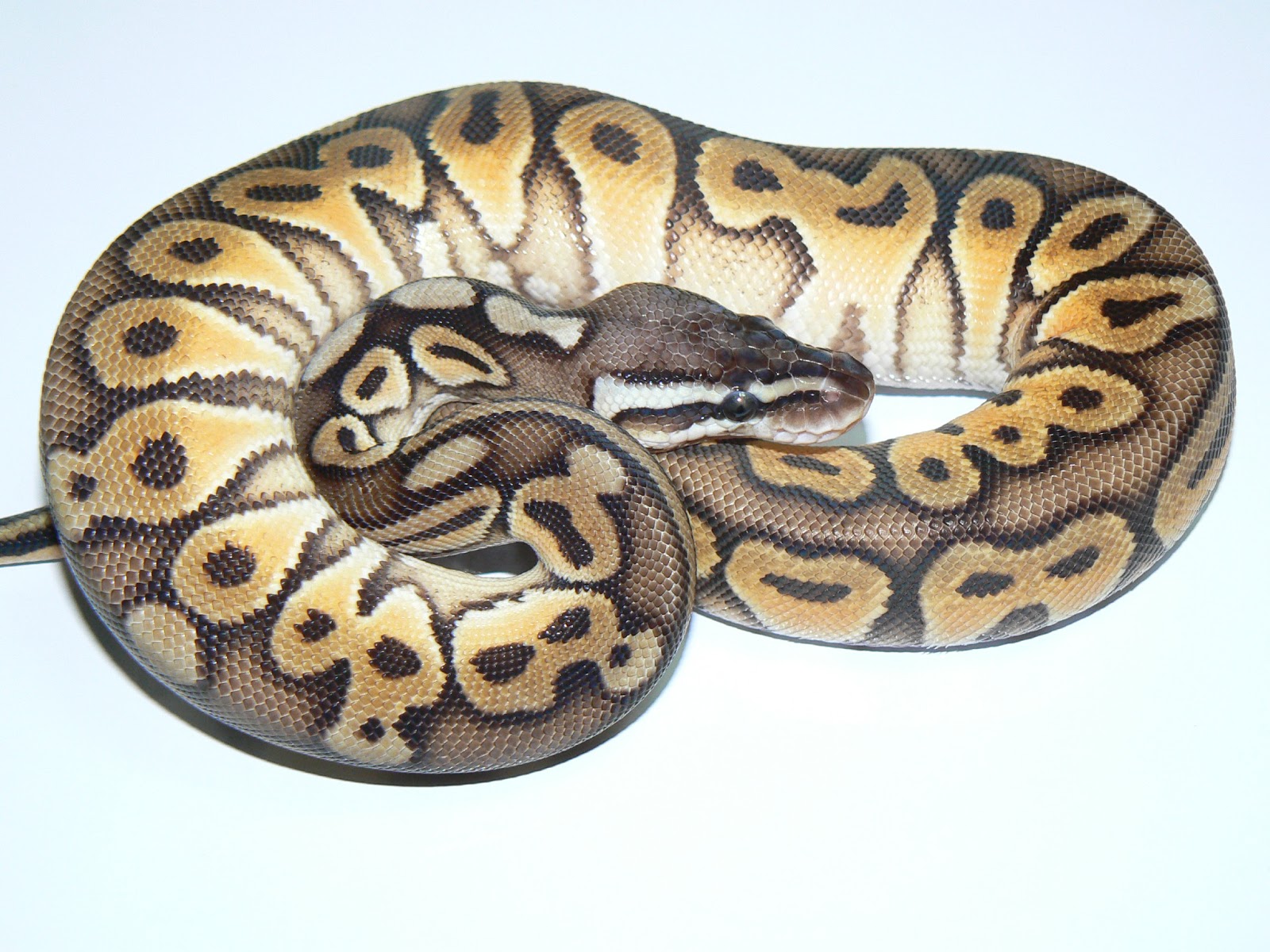 Heather's Herps: Enchi and Ghost Goodness