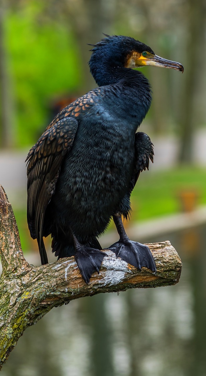 Picture of a cormorant.